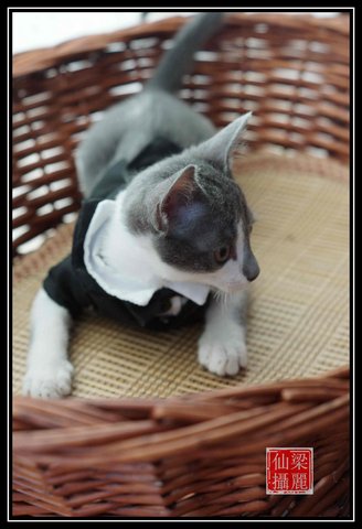 Baybee (Indoor Cat) - Domestic Short Hair + Oriental Short Hair Cat