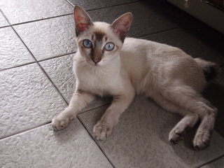 Mimi  - Siamese + American Shorthair Cat