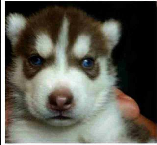 Siberian Husky - Siberian Husky Dog