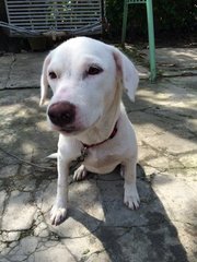 Snowy - Mixed Breed Dog