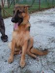 Imported Gsd - German Shepherd Dog Dog