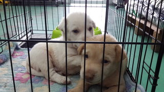 2 Siblings (Male-retriever Pups) - Retriever Mix Dog