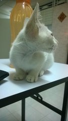 Snowflake - Domestic Medium Hair Cat