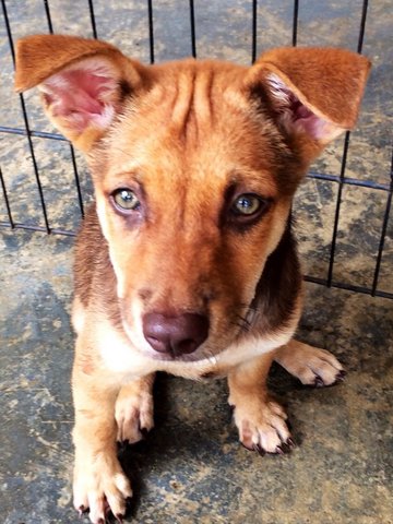 Orange - Mixed Breed Dog