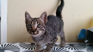 Oggy - Domestic Short Hair Cat