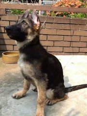 German Shepherd-big Bone - German Shepherd Dog Dog