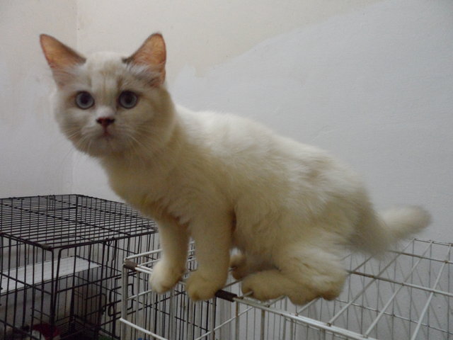 Persian Ragdoll White - Ragdoll Cat