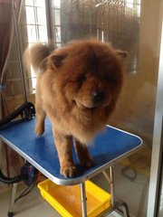 Momo - Chow Chow Dog