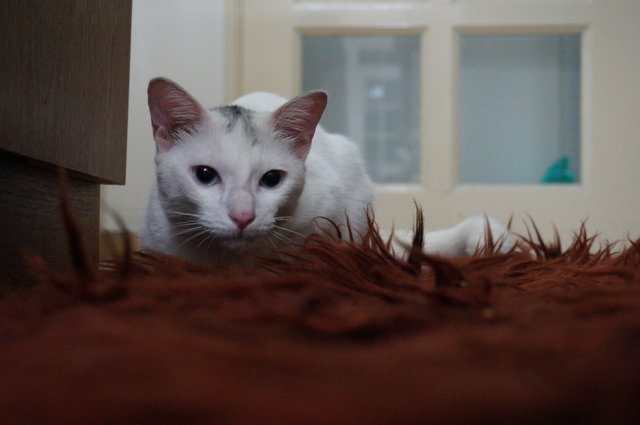 Casper - Domestic Short Hair Cat