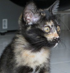 Miskin - Domestic Short Hair Cat