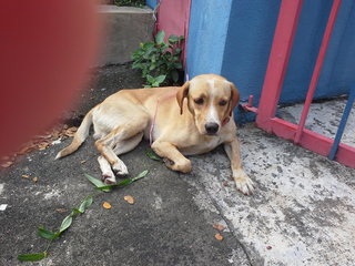 Little Lucky Latte - Beagle Mix Dog