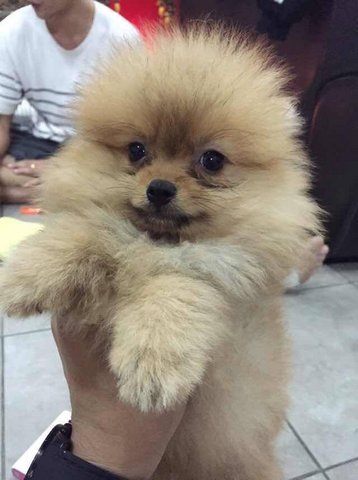 Pomeranian - Imported Indonesia - Pomeranian Dog