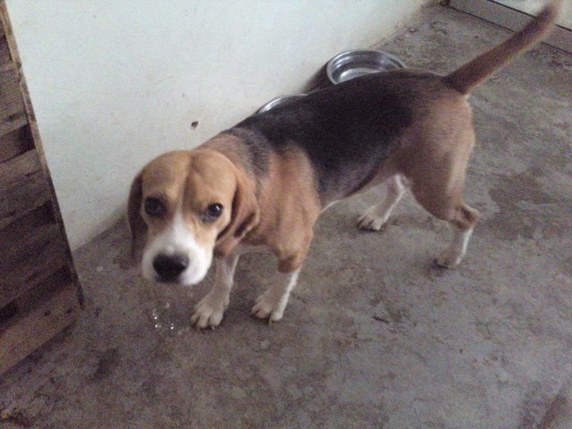 Boyboy - Beagle Dog