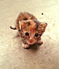 Ginger - Tortoiseshell Cat