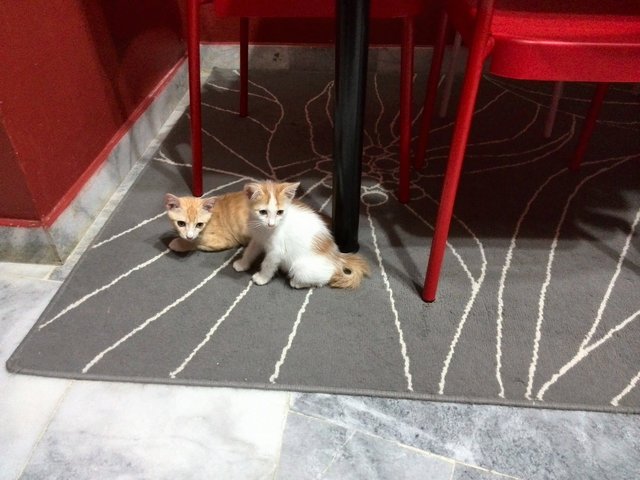 Leo &amp; Susu - Domestic Short Hair + Domestic Long Hair Cat