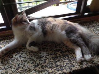 Tammy - Persian + Domestic Long Hair Cat