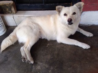 Ipoh - Speed - Spitz Mix Dog