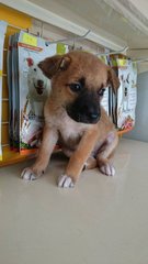 Z4 - Mixed Breed Dog