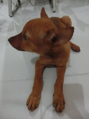 Wish (Puchong) - Mixed Breed Dog