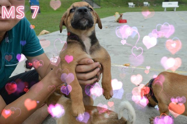 10 Puppies For Adoption - Mixed Breed Dog