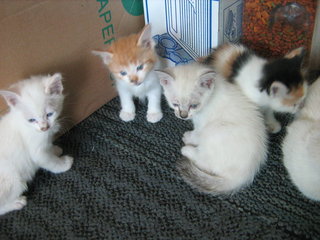 4 Kittens With Pretty Mama - Domestic Medium Hair Cat