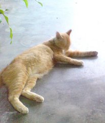 Coco - Domestic Medium Hair Cat