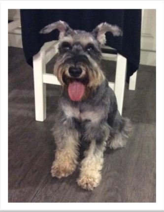 Piper - Schnauzer Dog