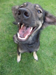 Phoenix (Fully Vaccinated) - Mixed Breed Dog