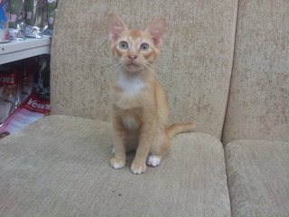 Red Tabby - Domestic Short Hair + Bengal Cat