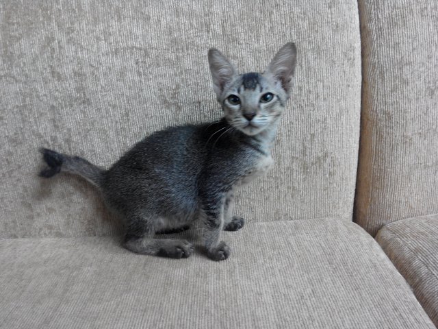 Brown Tabby - Domestic Short Hair Cat