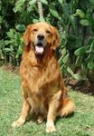 Chubby Champ Golden Retriver Pupies - Golden Retriever Dog