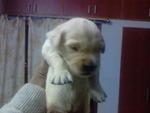 Chubby Champ Golden Retriver Pupies - Golden Retriever Dog