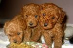 Red Toy Poodle - Poodle Dog