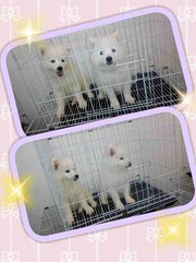 Samoyed White  - Samoyed Dog