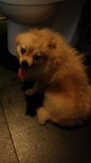 Pom Pom - Pomeranian Dog