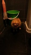 Pom Pom - Pomeranian Dog