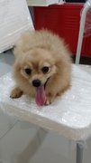 Pom Pom - Pomeranian Dog