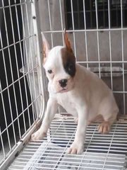 Boxer Puppy ( Parent Imported ) - Boxer Dog