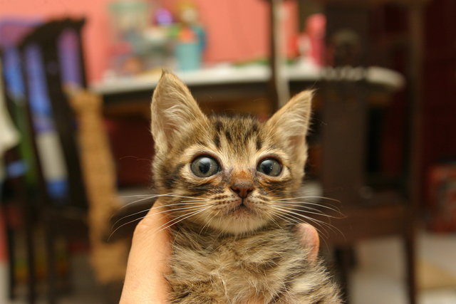 Kittens (Tabbies) - Domestic Short Hair Cat