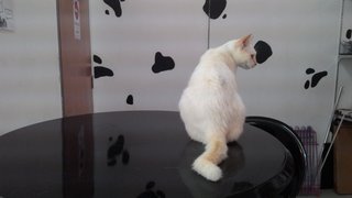 Siamese Mix Kitten - Siamese + Domestic Medium Hair Cat