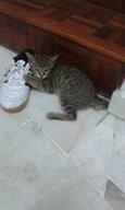 Zaatar - Domestic Short Hair Cat