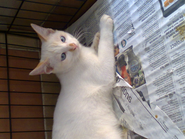 Woobin And Upin  - Domestic Short Hair Cat