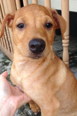 (Male) Hi, I'm Mocha! If you wish to adopt me please call 012-6230873