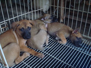 Pierre, Brandi &amp; Carlos - Mixed Breed Dog