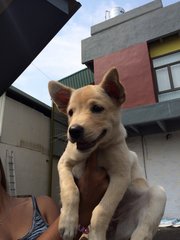 Hachi - Mixed Breed Dog