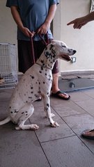 Haylie  - Dalmatian Dog