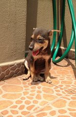 Little Puppy - Mixed Breed Dog