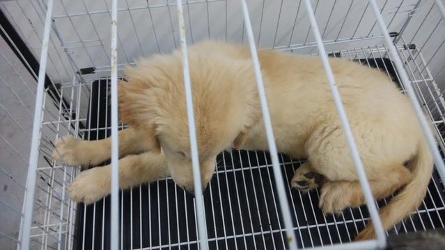 2 Months Golden - Cream - Golden Retriever Dog