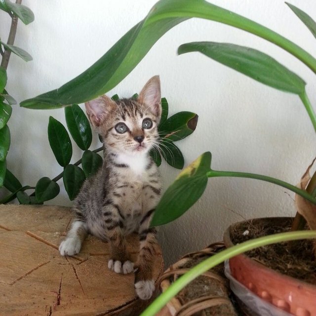 Ginny Aka Bambi Eyes - Domestic Short Hair Cat