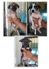 Pups - Mixed Breed Dog